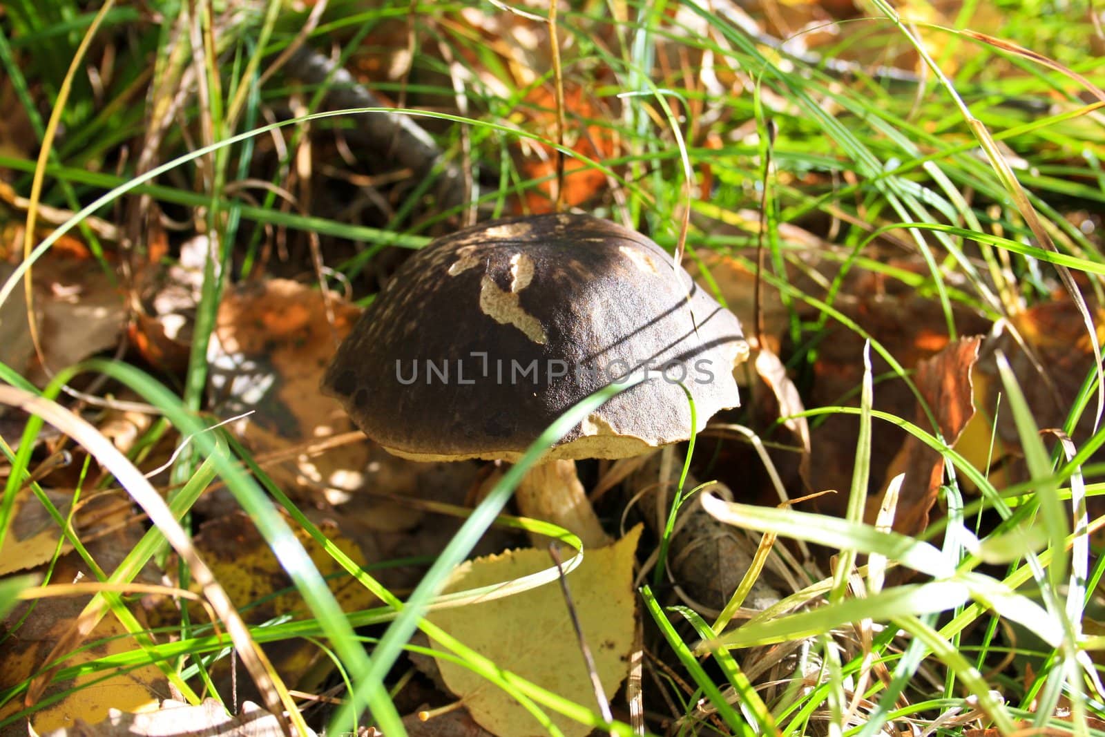 Mushroom a birch mushroom in autumn wood