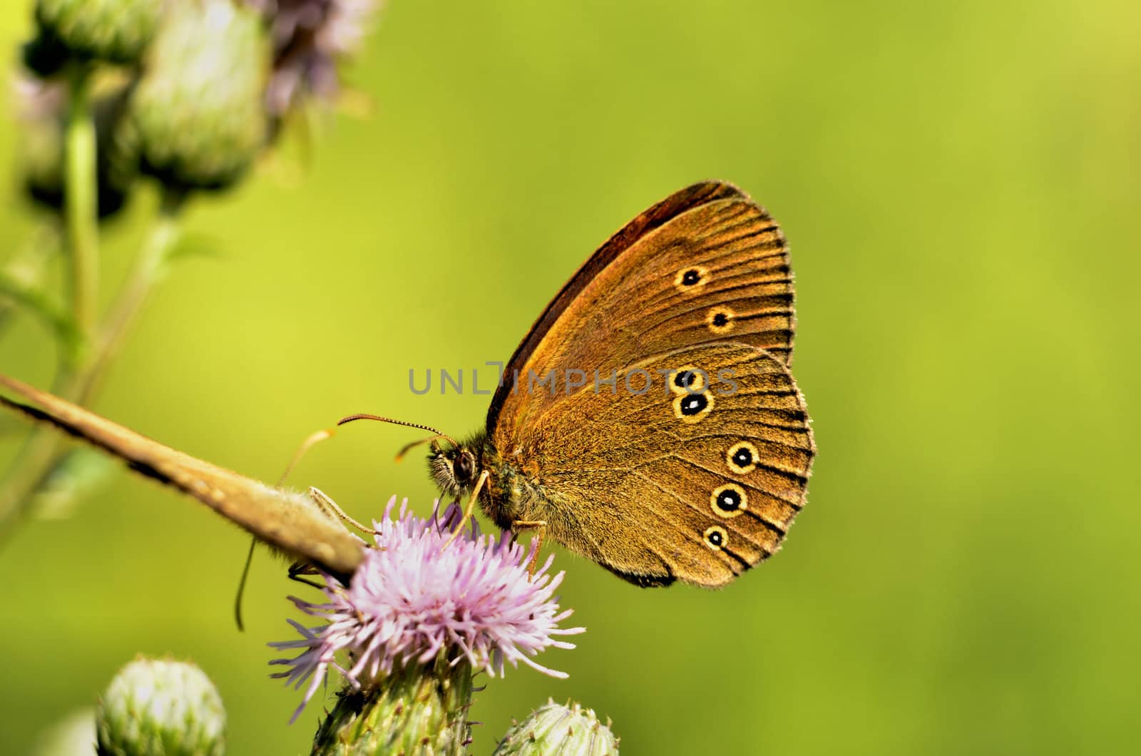 This photo present coenonympha butterfly of the clover.