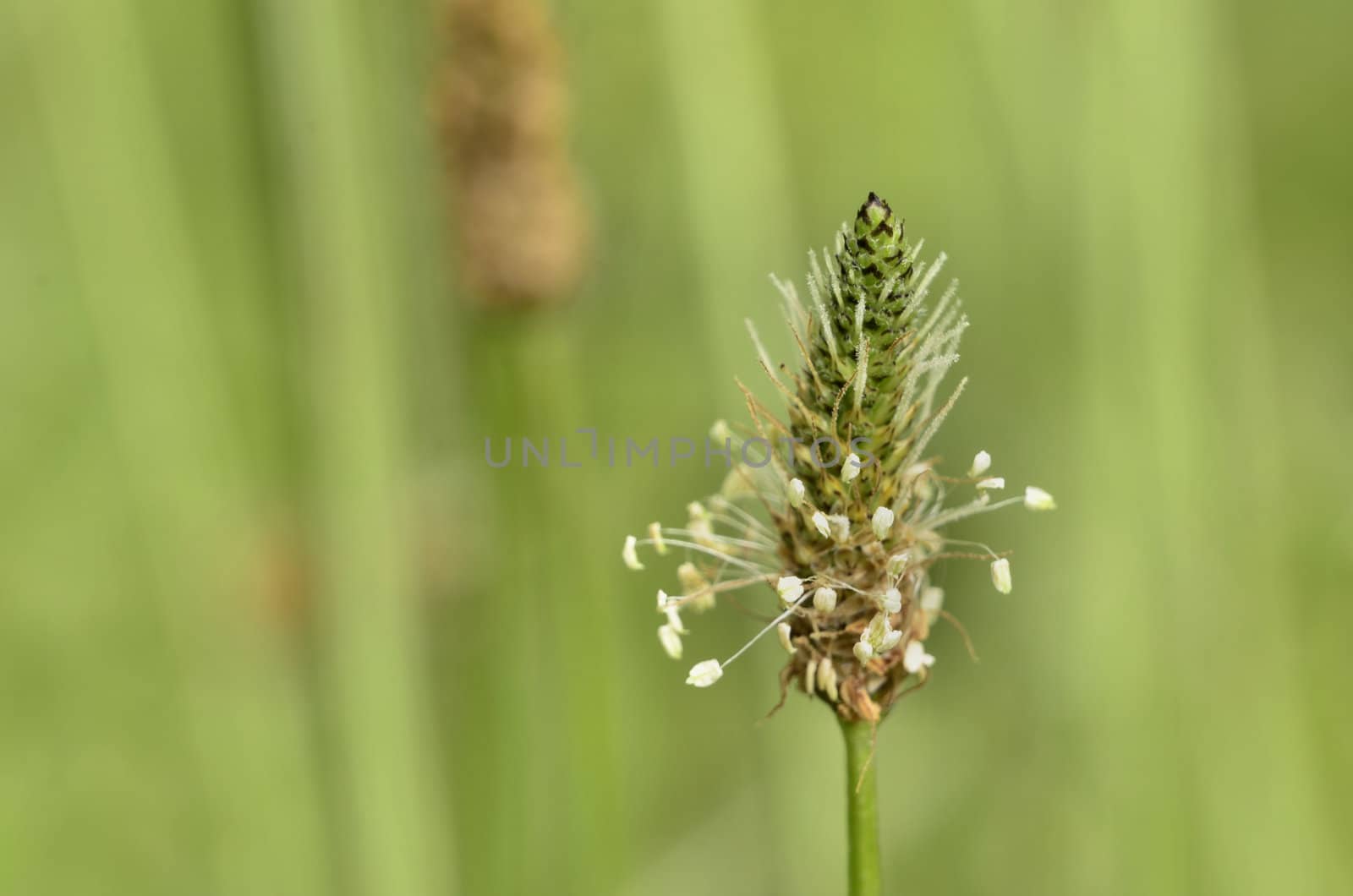 This photo present grandmother blooming in the meadow.