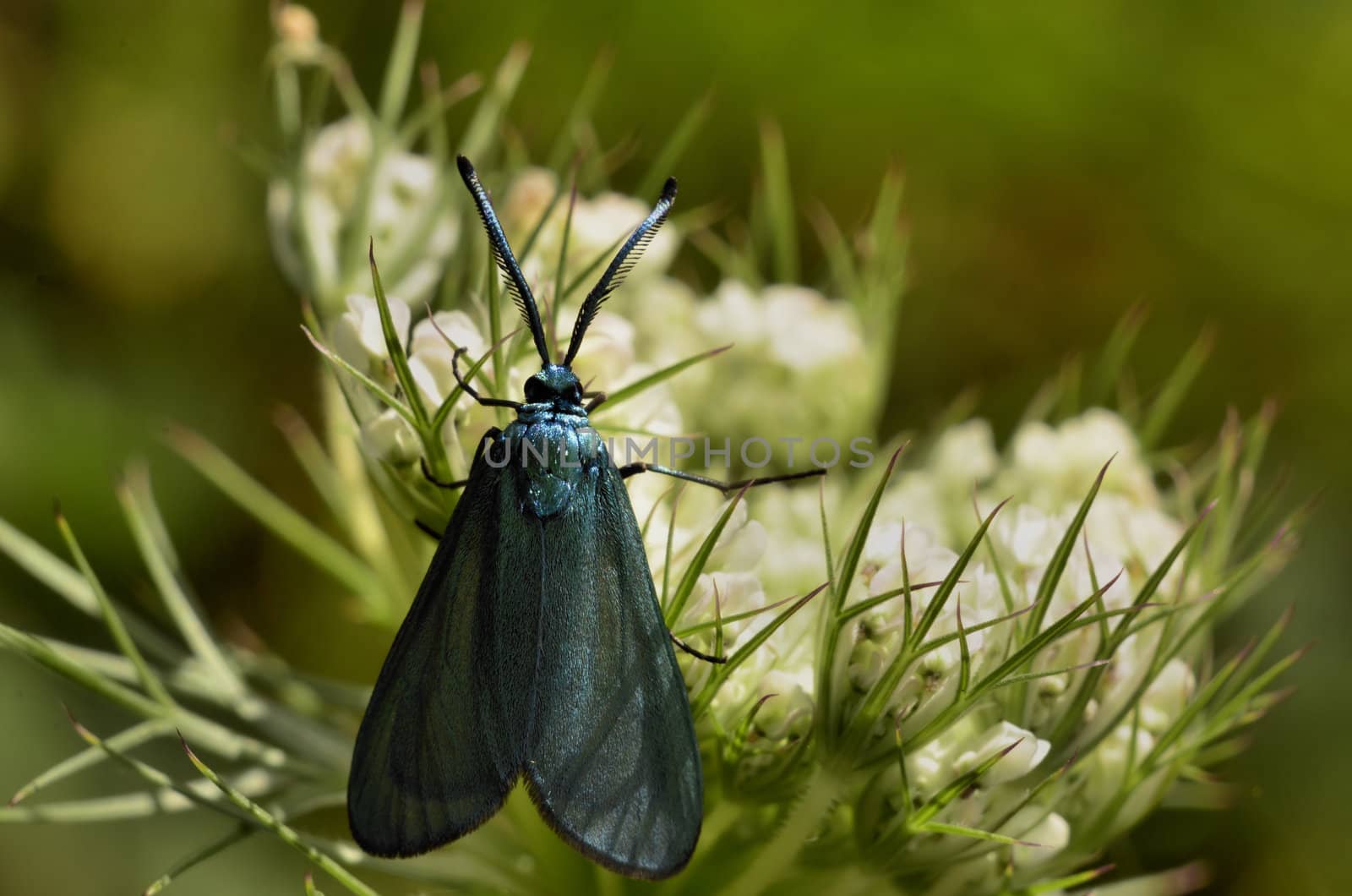 This photo present small bluish butterfly on a white flower.