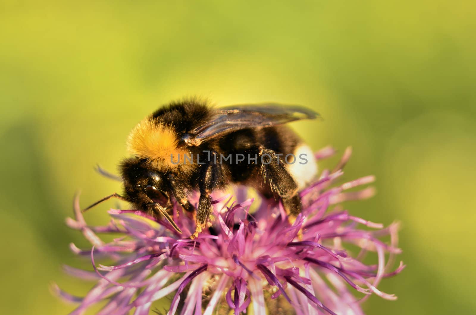 This photo present a bee collecting nectar from clover.