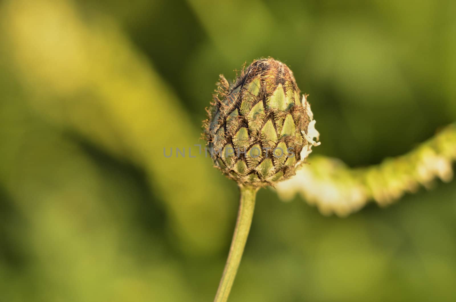 This photo present closed thistle bud on a blurred background.