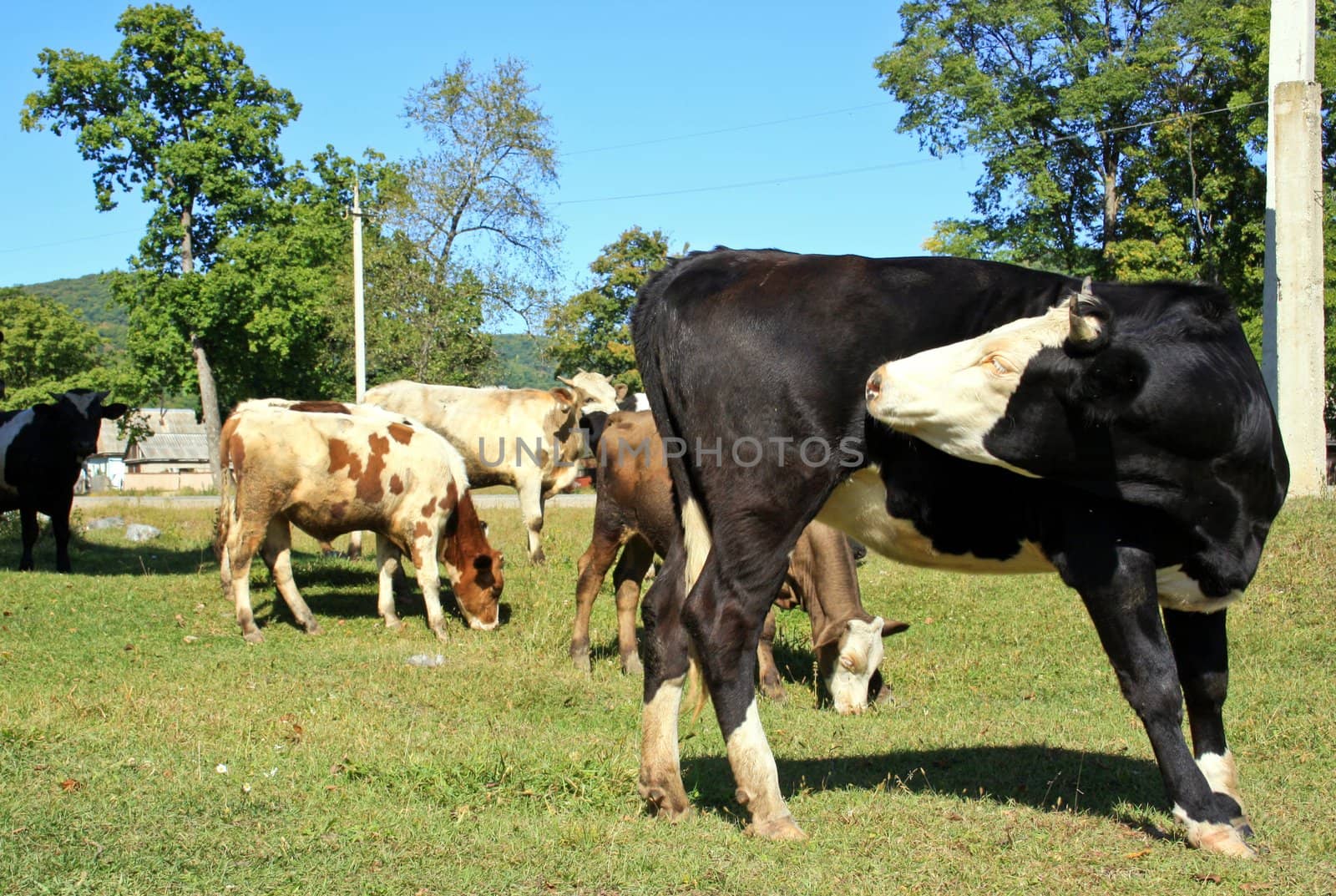 Cows eat a grass on a meadow