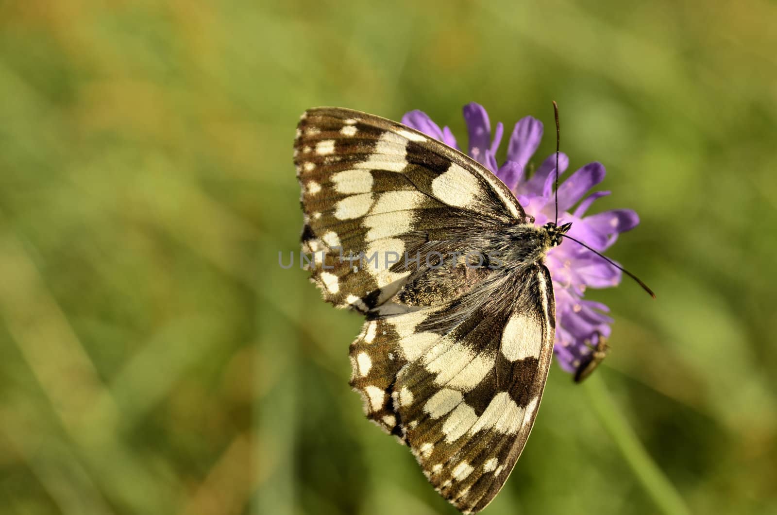 This photo present butterfly drinking nectar on clover blossoms.