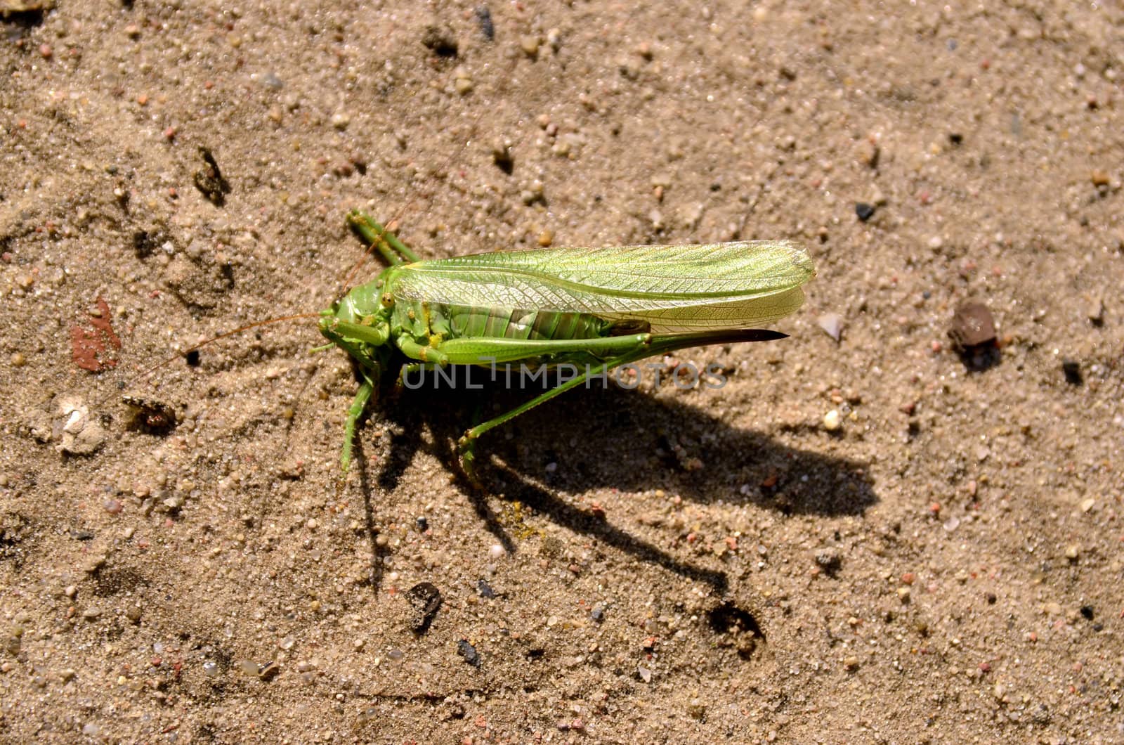 This photo present cricket dying on the sand.