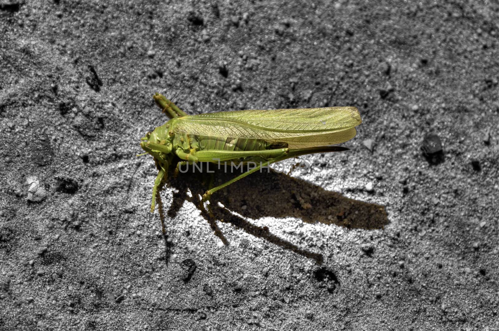 This photo present Cricket dying on the sand on a BW background.