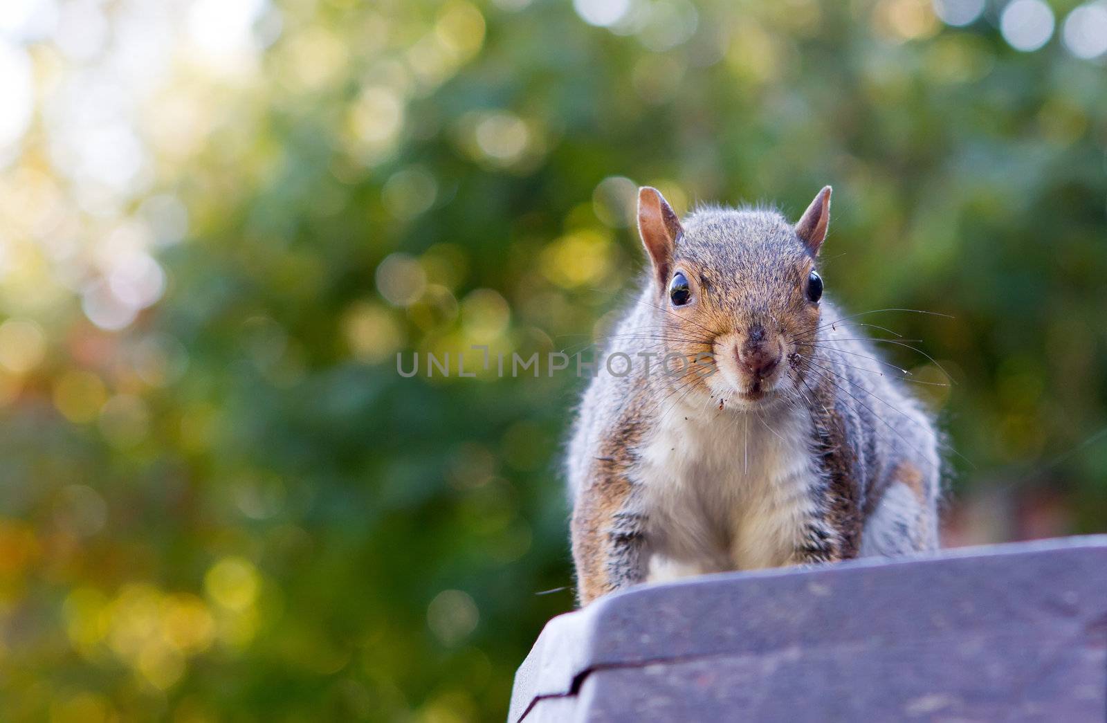 cute squirrel on a park bench