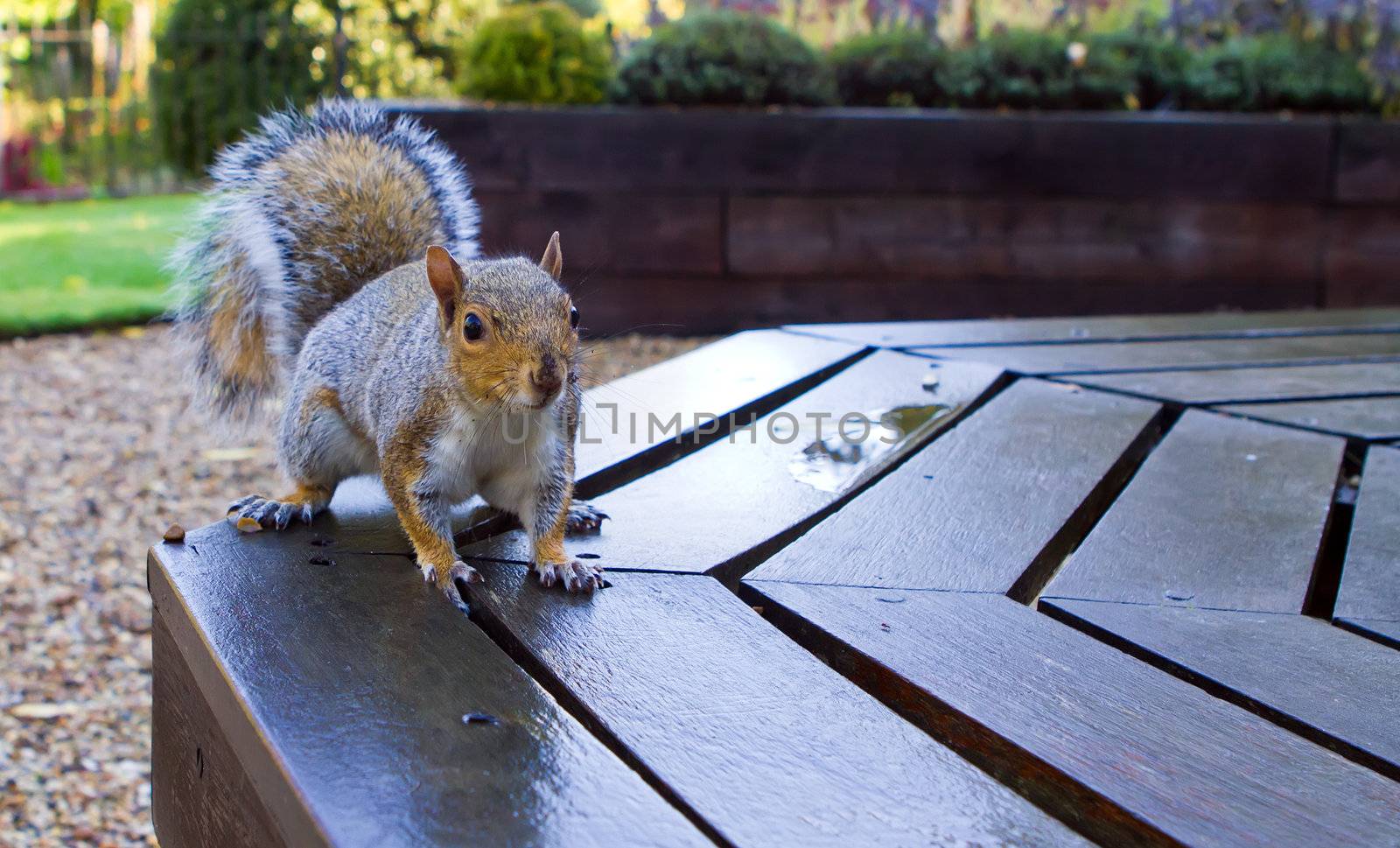 cute squirrel on a park bench