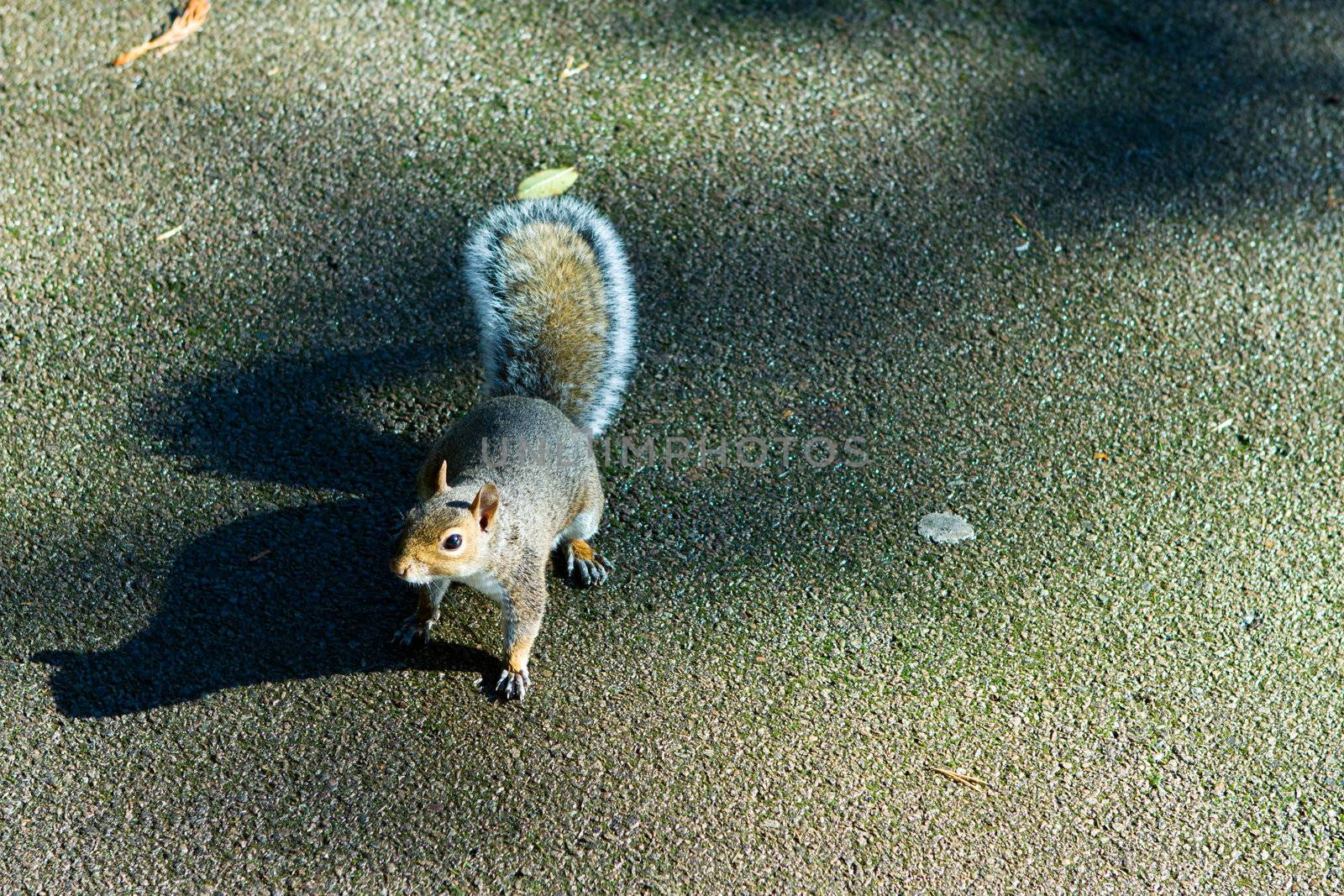 cute squirrel on the tarmac