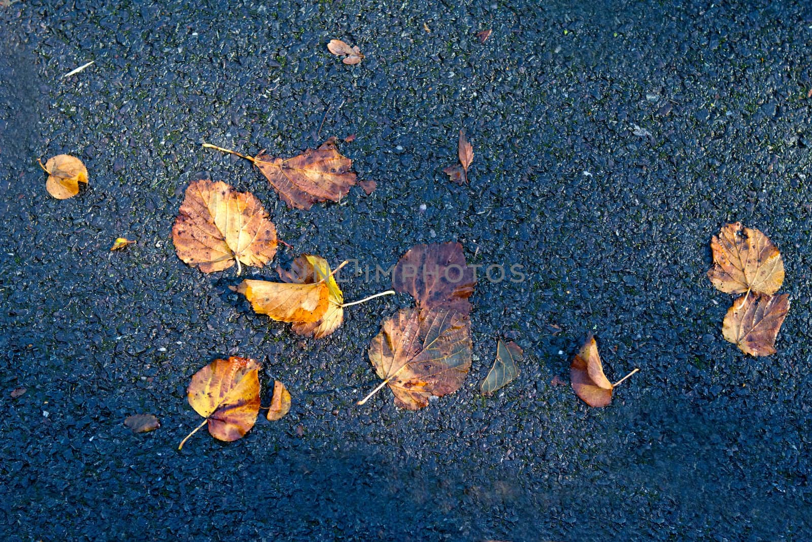 Autumn leaves fallen down onto tarmac below