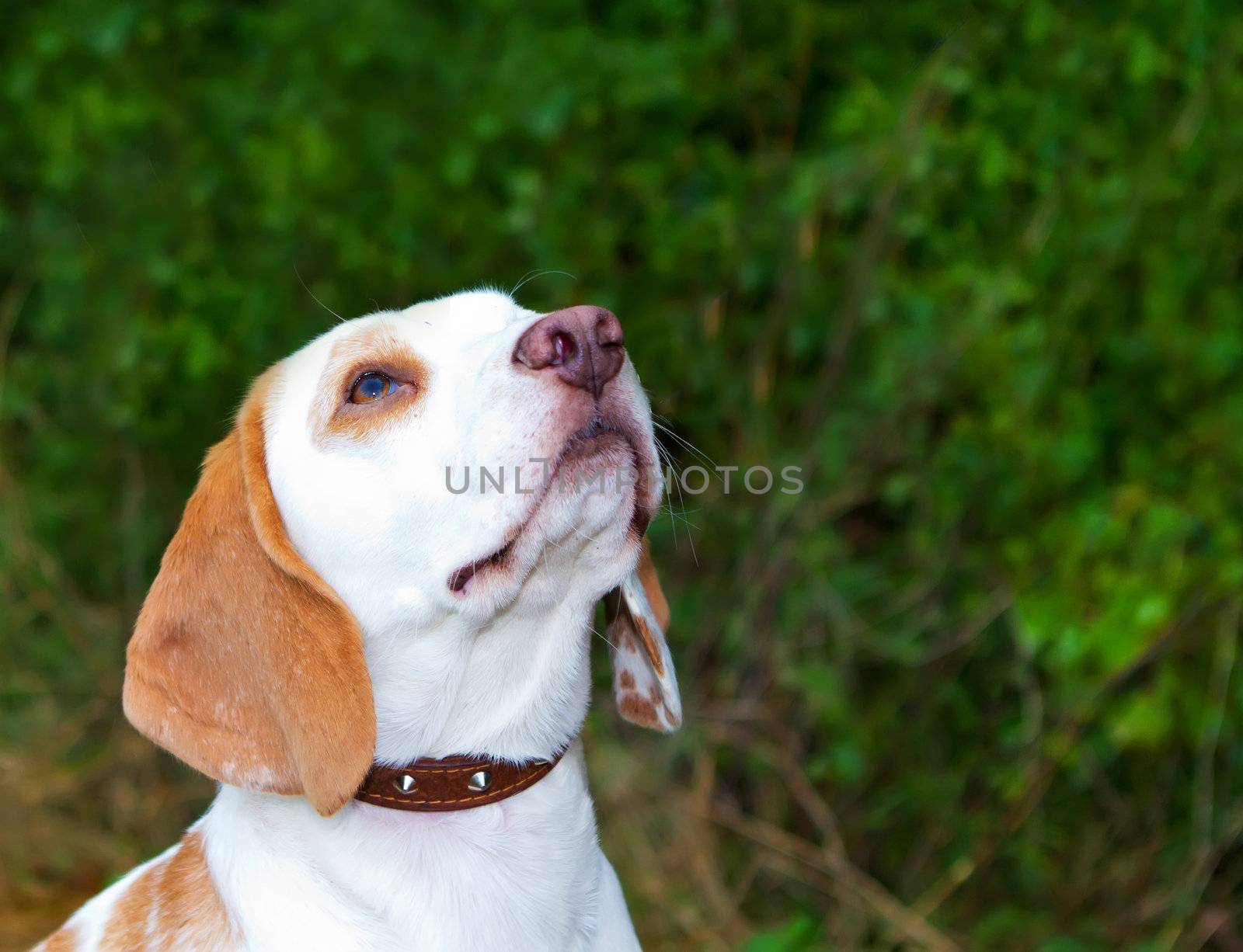 Beagle in a field looking up