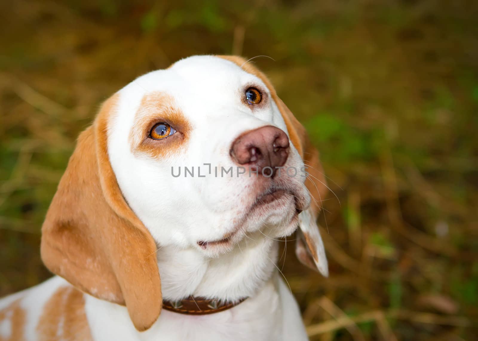 Beagle in a field looking up