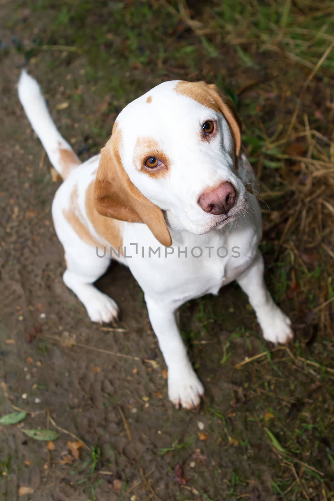 Beagle in a field looking up