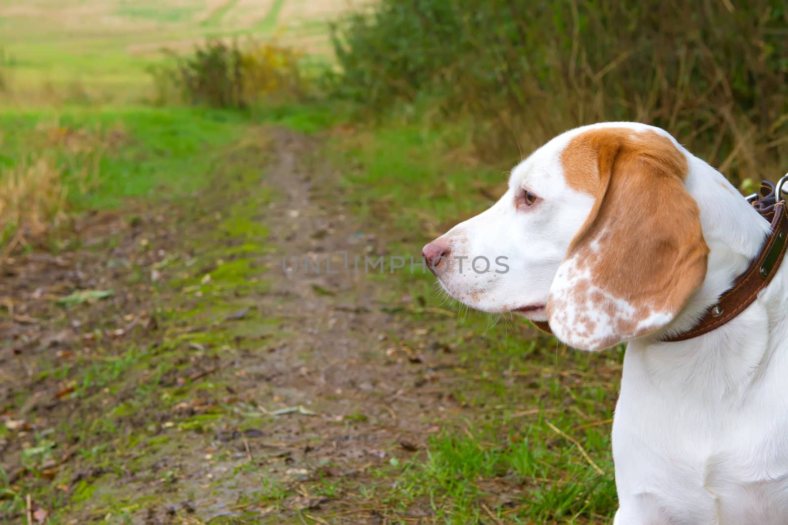 Beagle in a field looking out