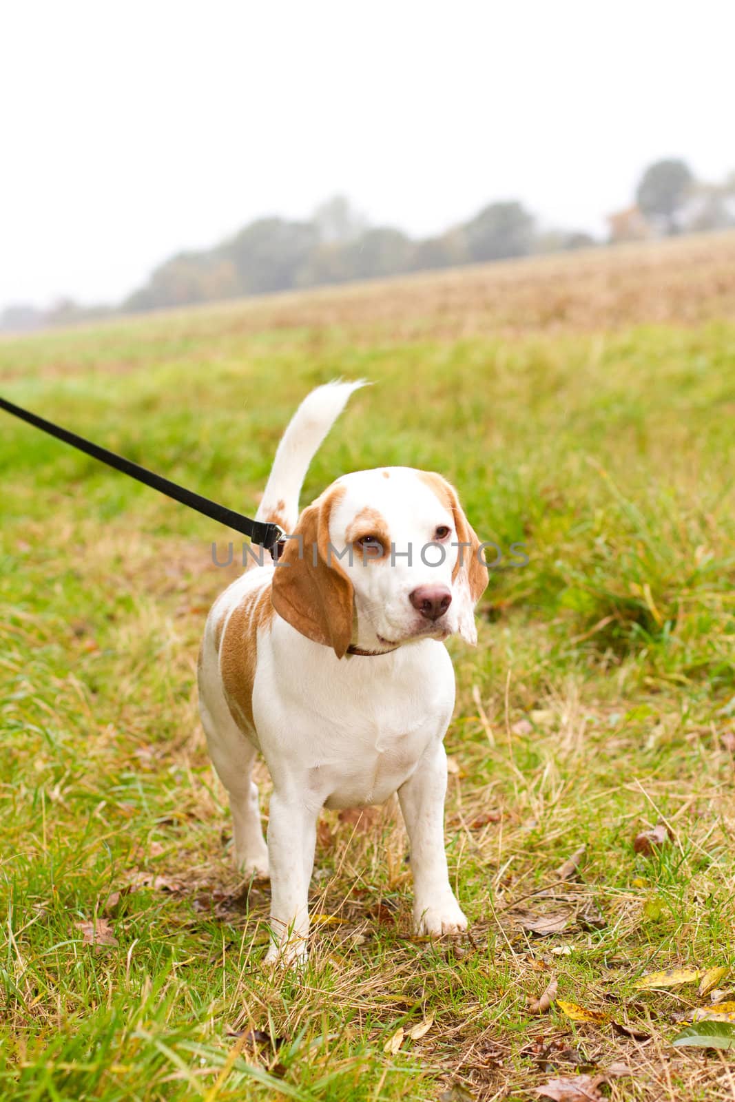 Beagle being walked on a lead in the field