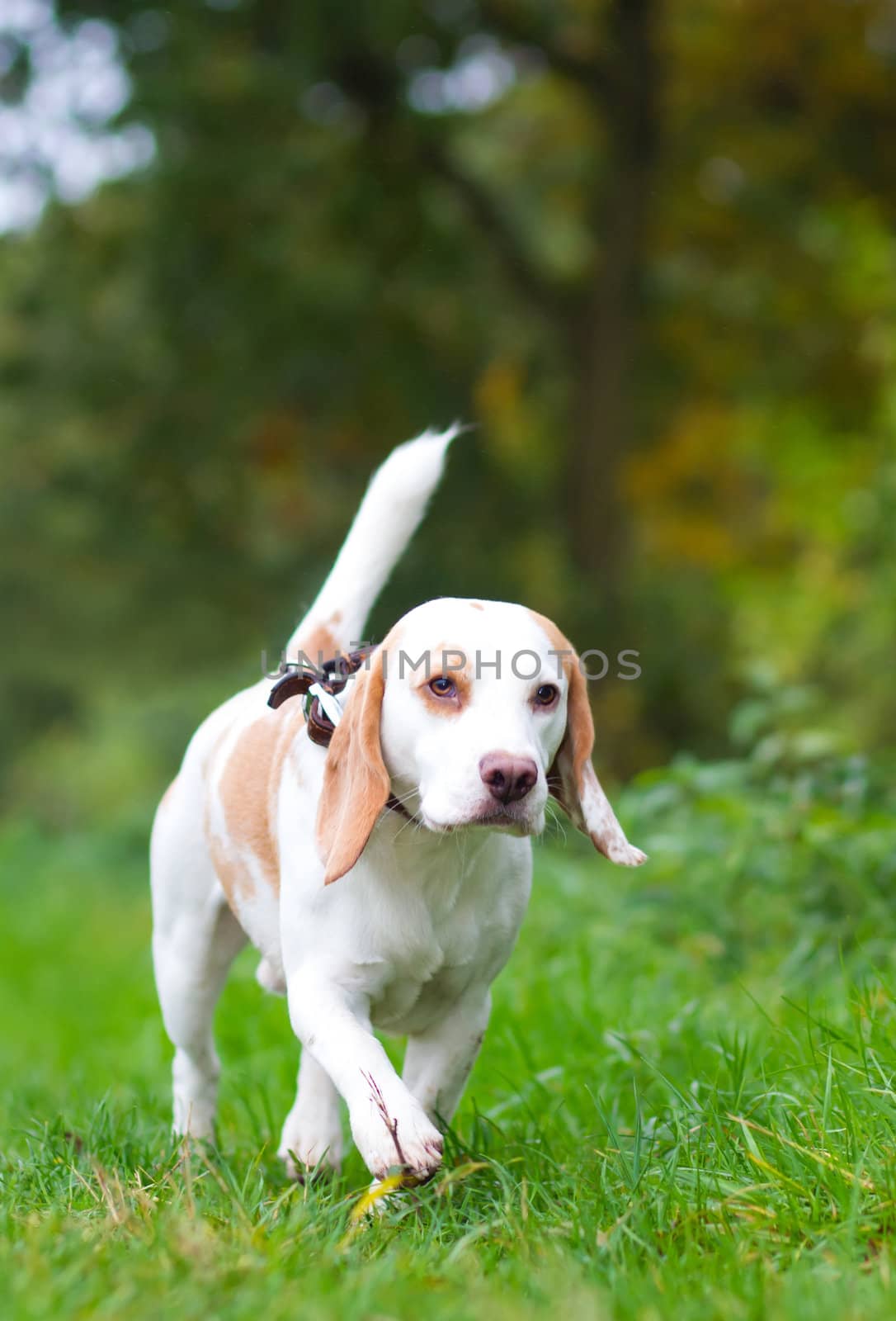 Beagle being walked off a lead in the field