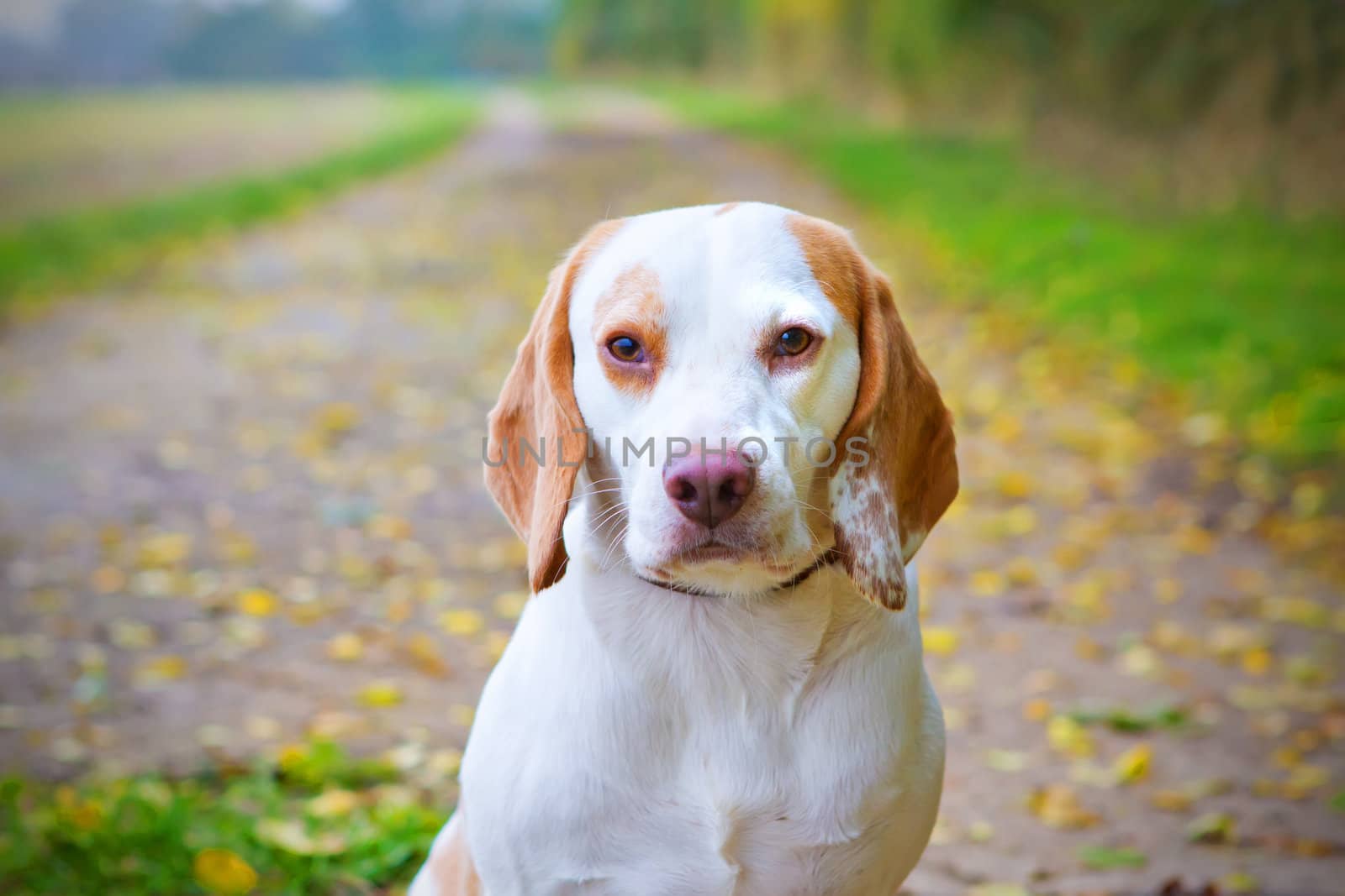 Beagle in a field looking up