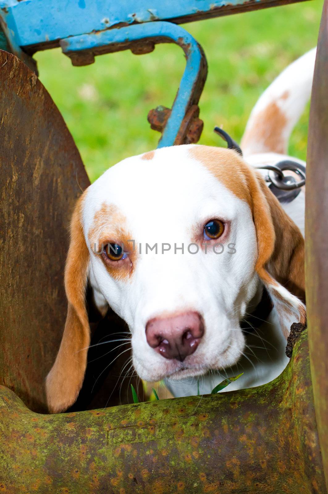 beagle having fun on a walk