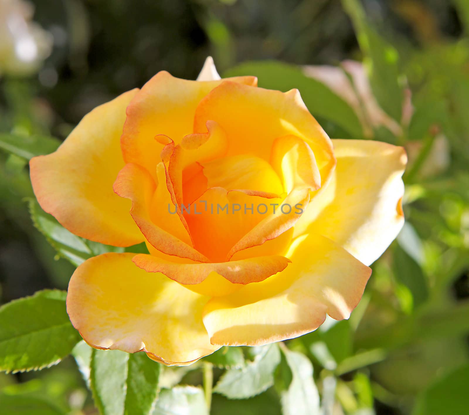 Beautiful yellow rose in closeup