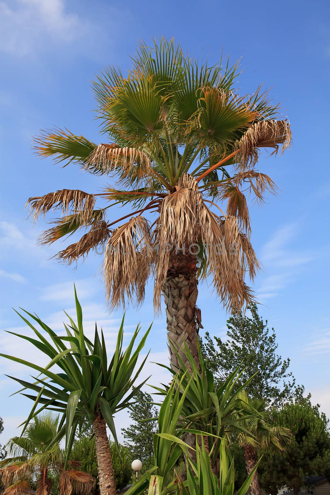palm tree against blue sky on sunny day 
