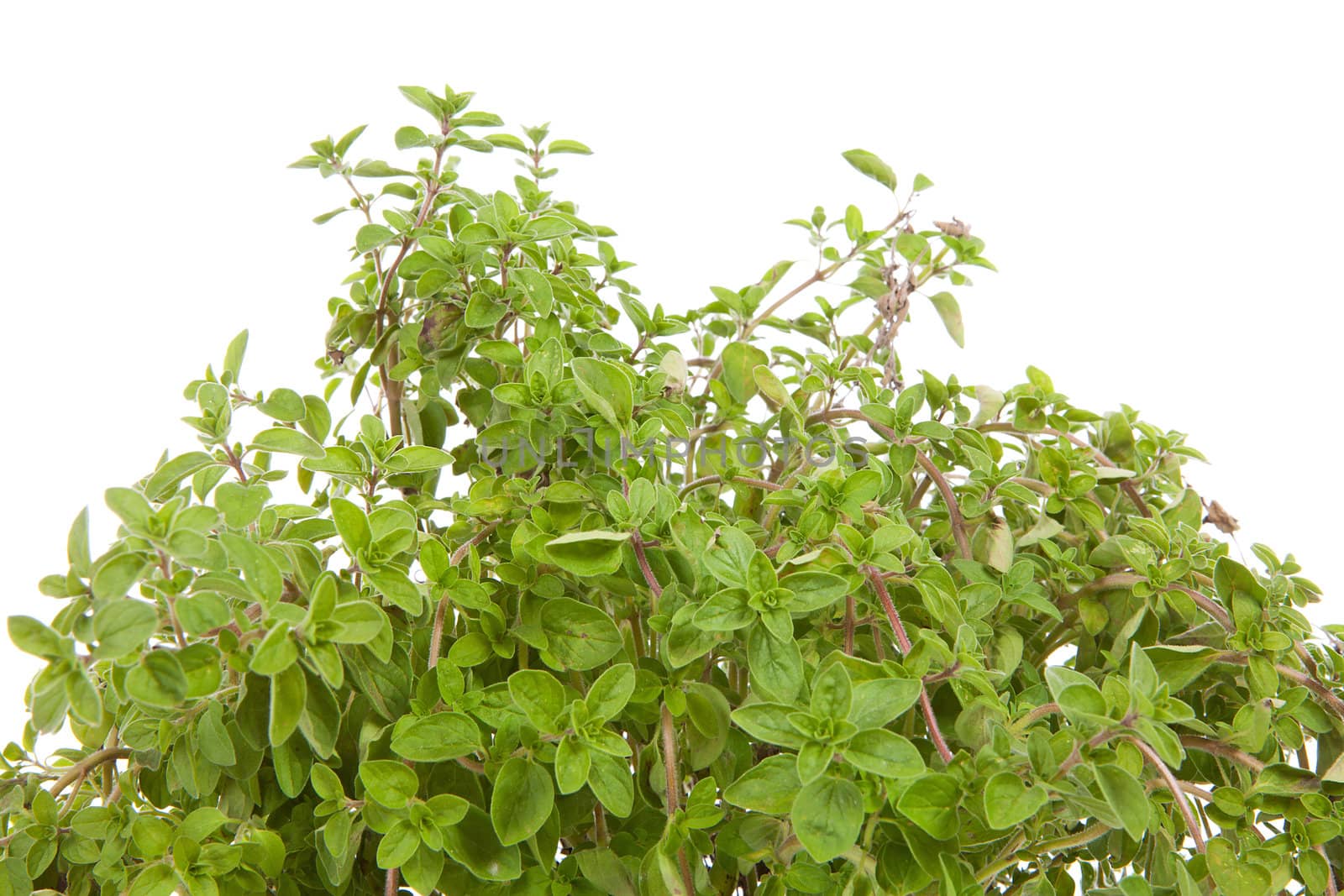 fresh Oregano in closeup over white background