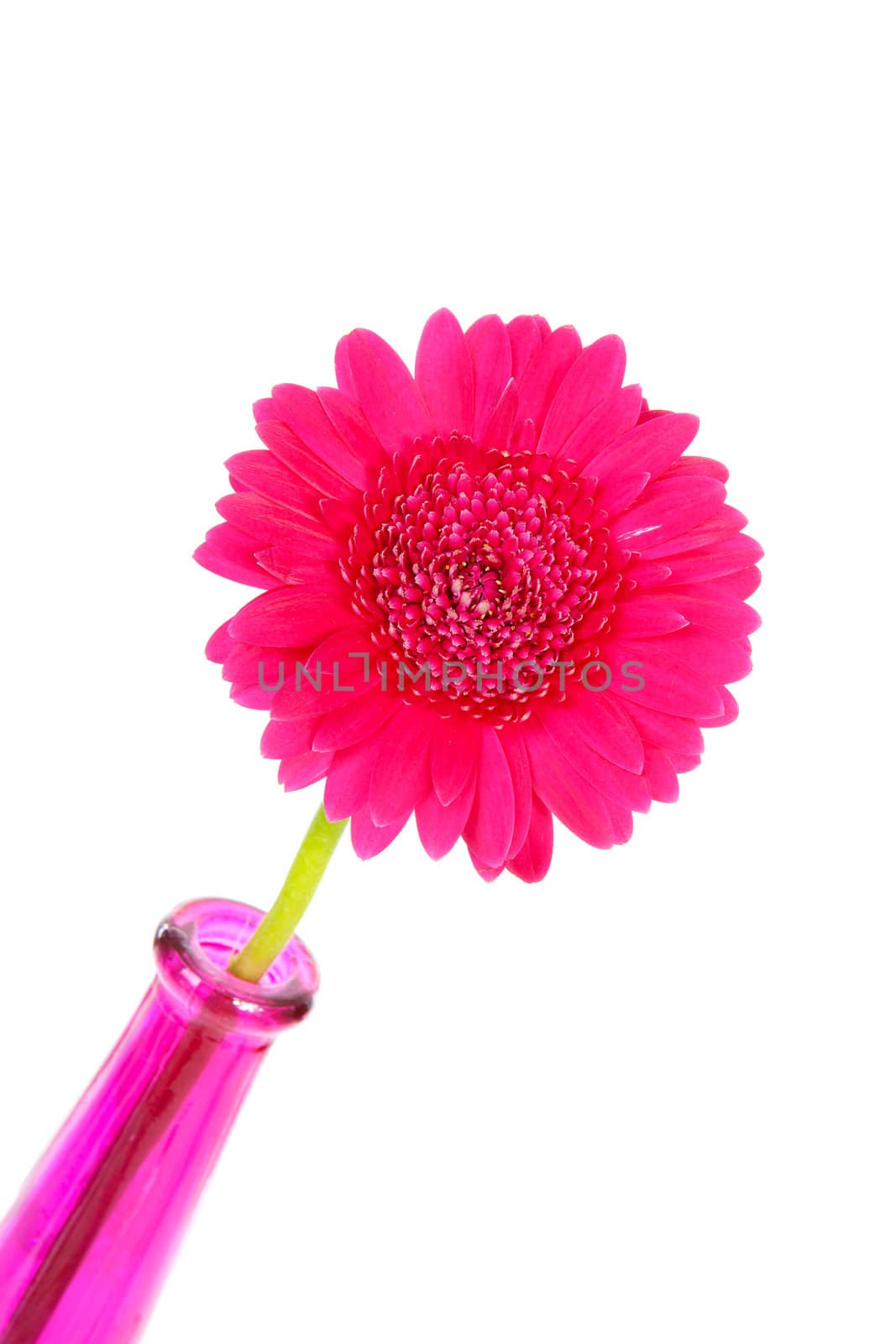 Pink Gerber flower in vase over white background