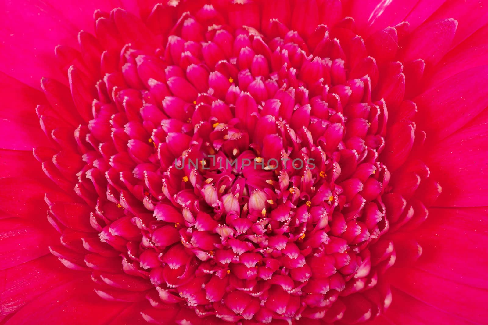 Macro of pink Gerber flower