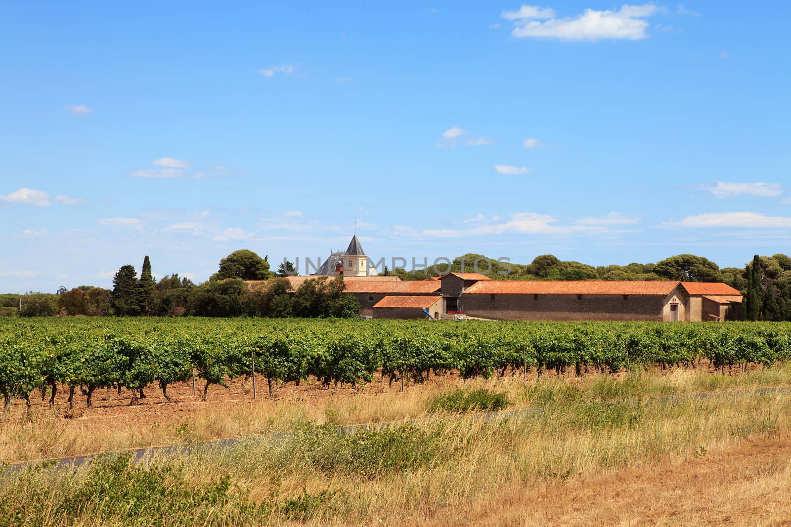 Typical French landscape with vineyard and houses near Valras