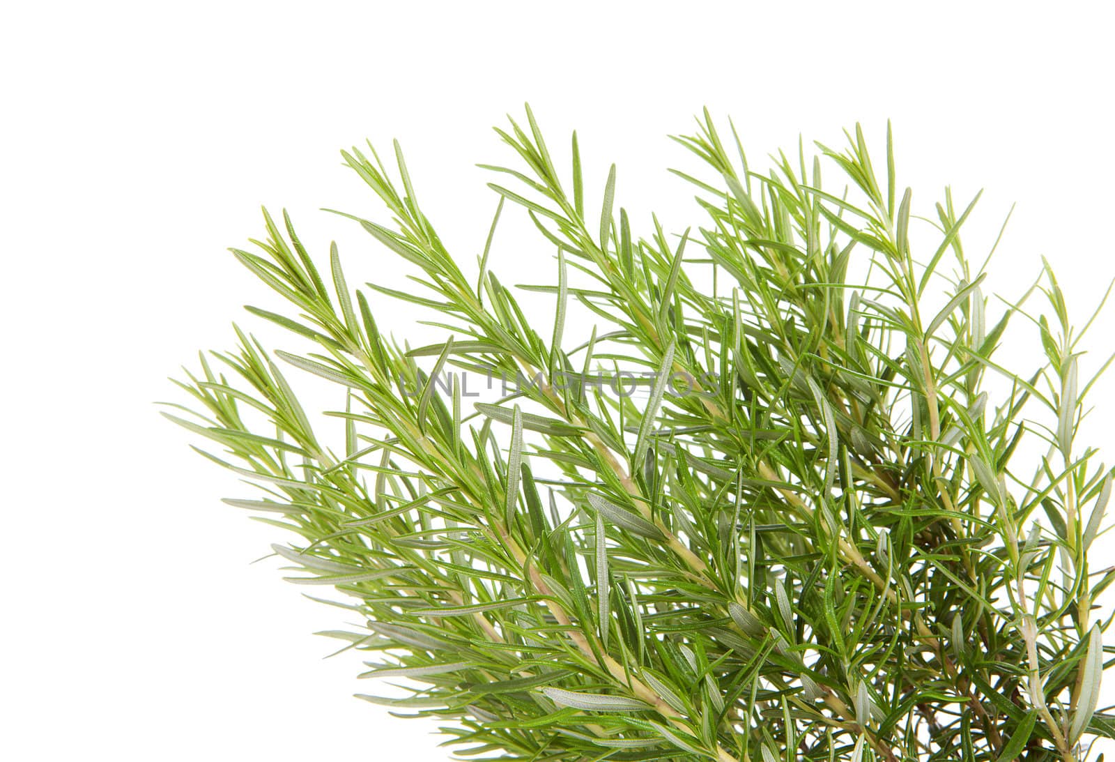 Fresh rosemary in closeup over white background