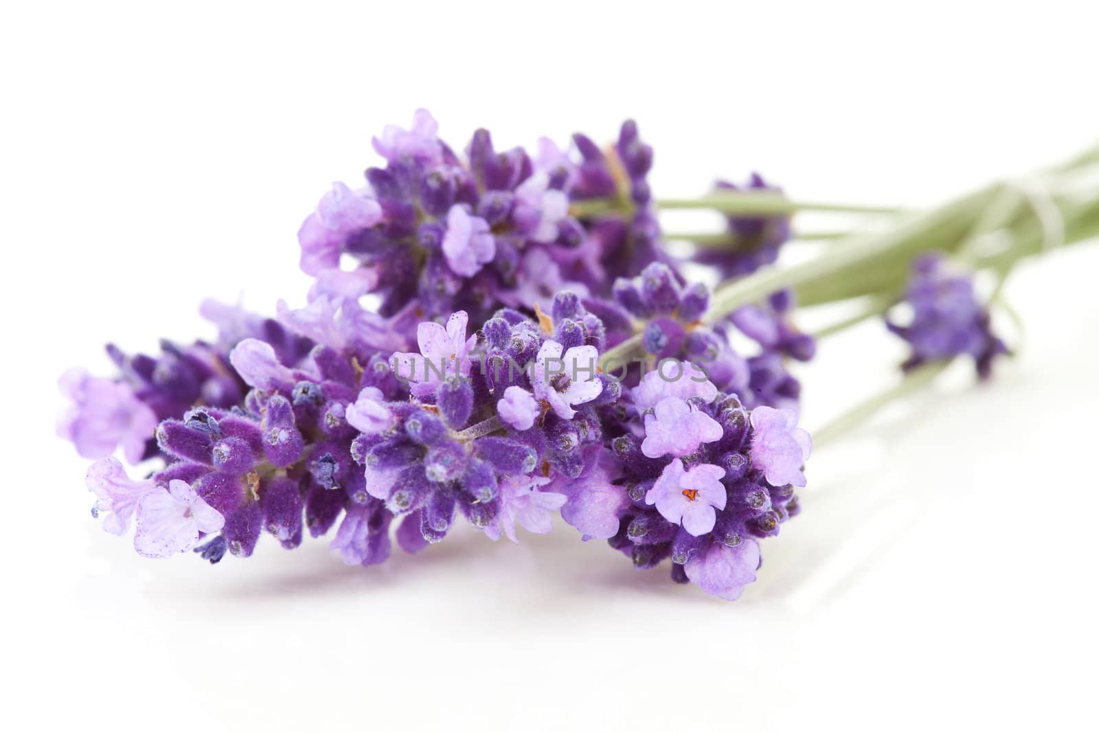 twigs lavender in closeup over white background 
