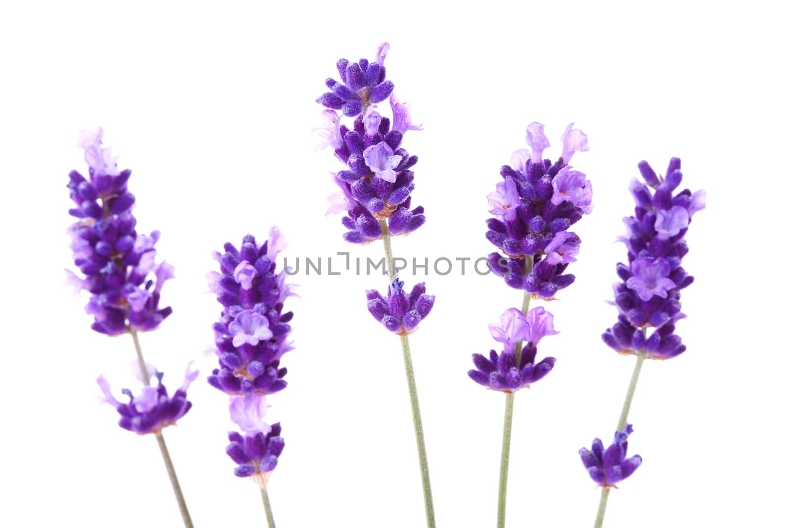 Lavender in closeup over white background