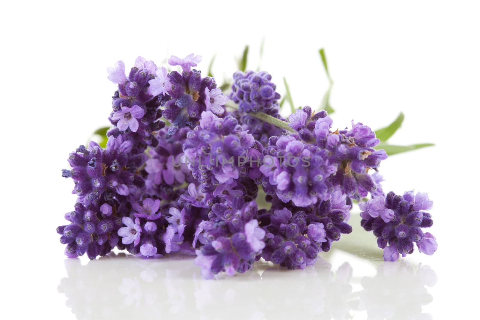 Closeup of lavender flowers over white background