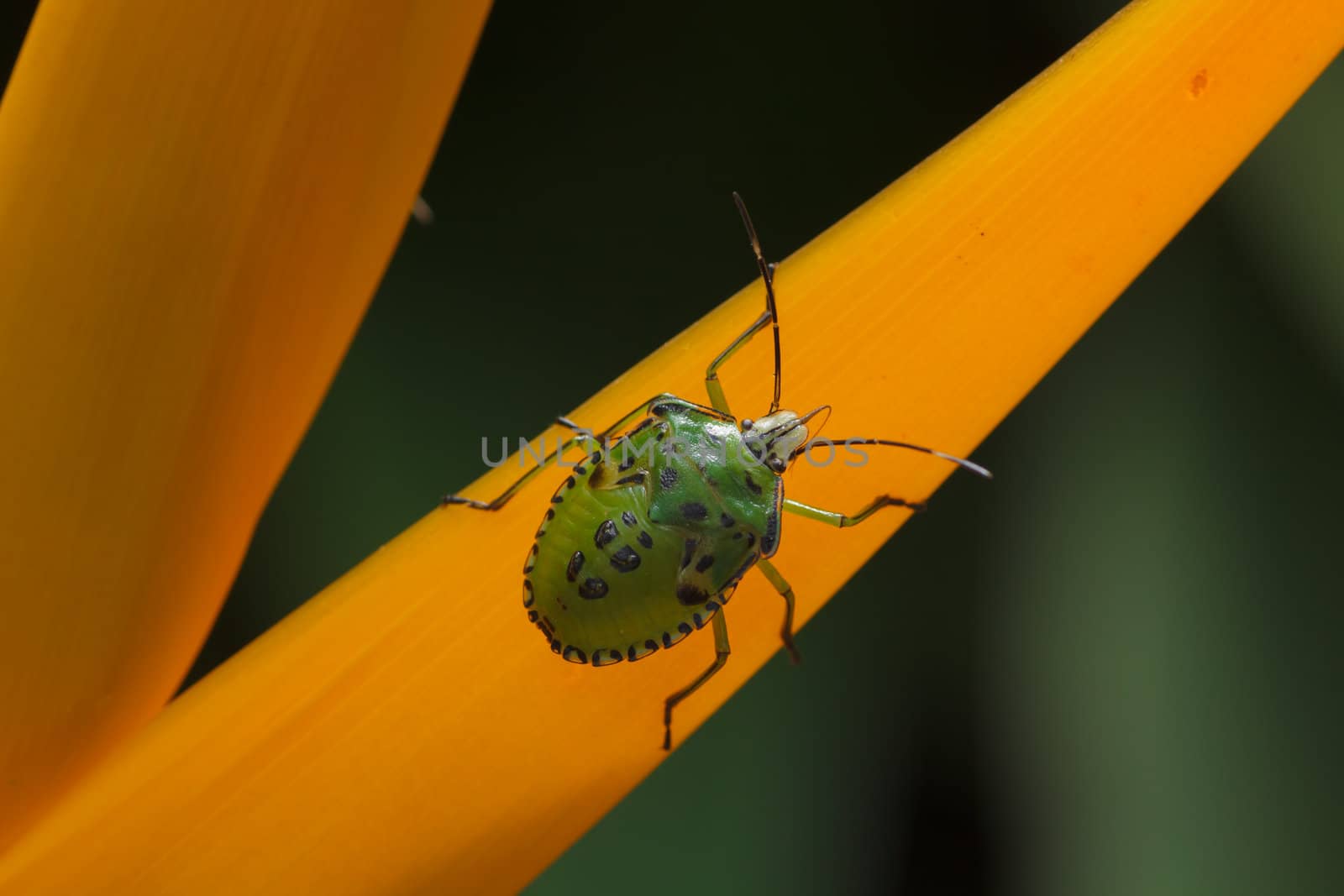 the green insect   perching on yellow flower