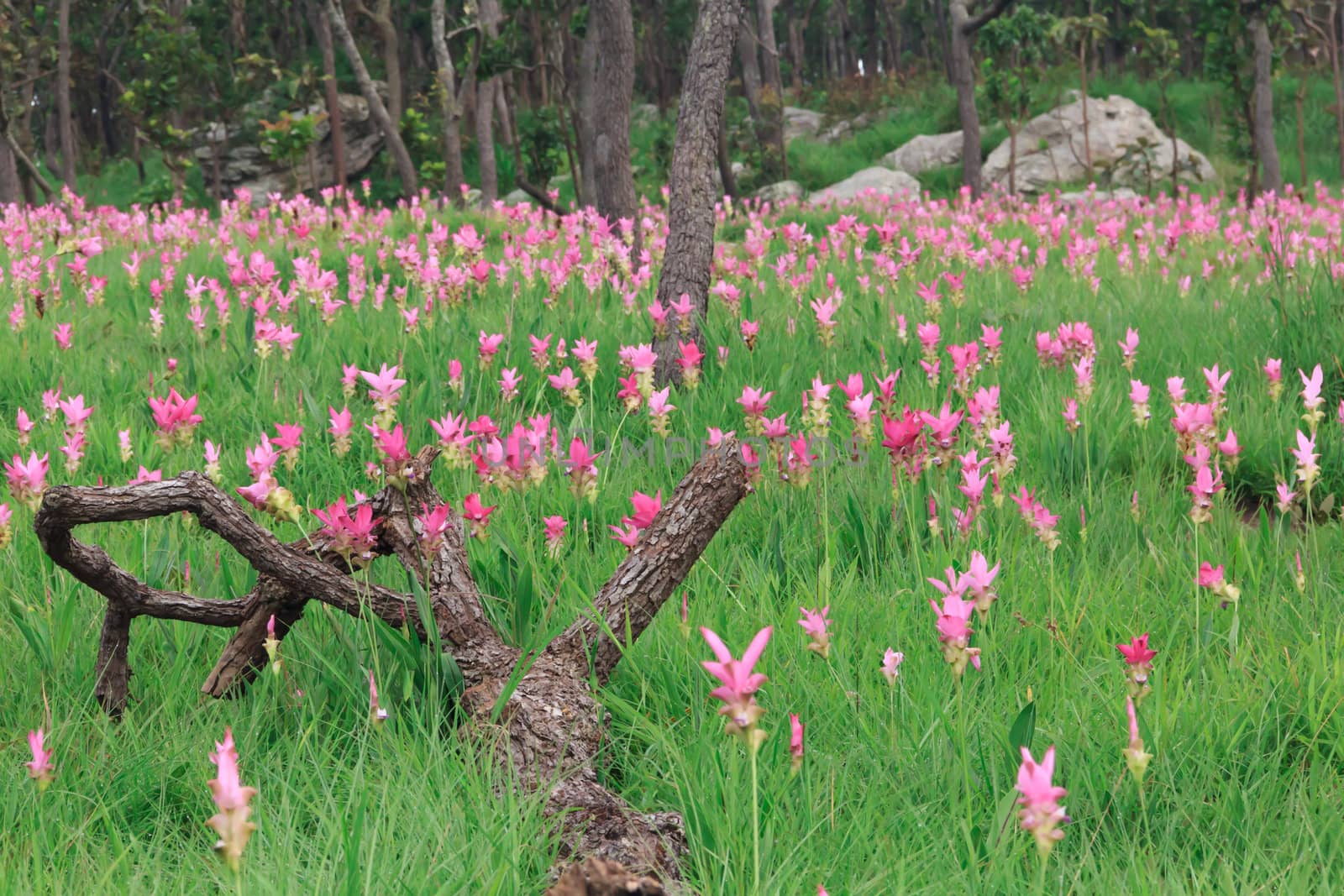 Wild siam tulips blooming in the jungle in Chaiyaphum province, Thailand.