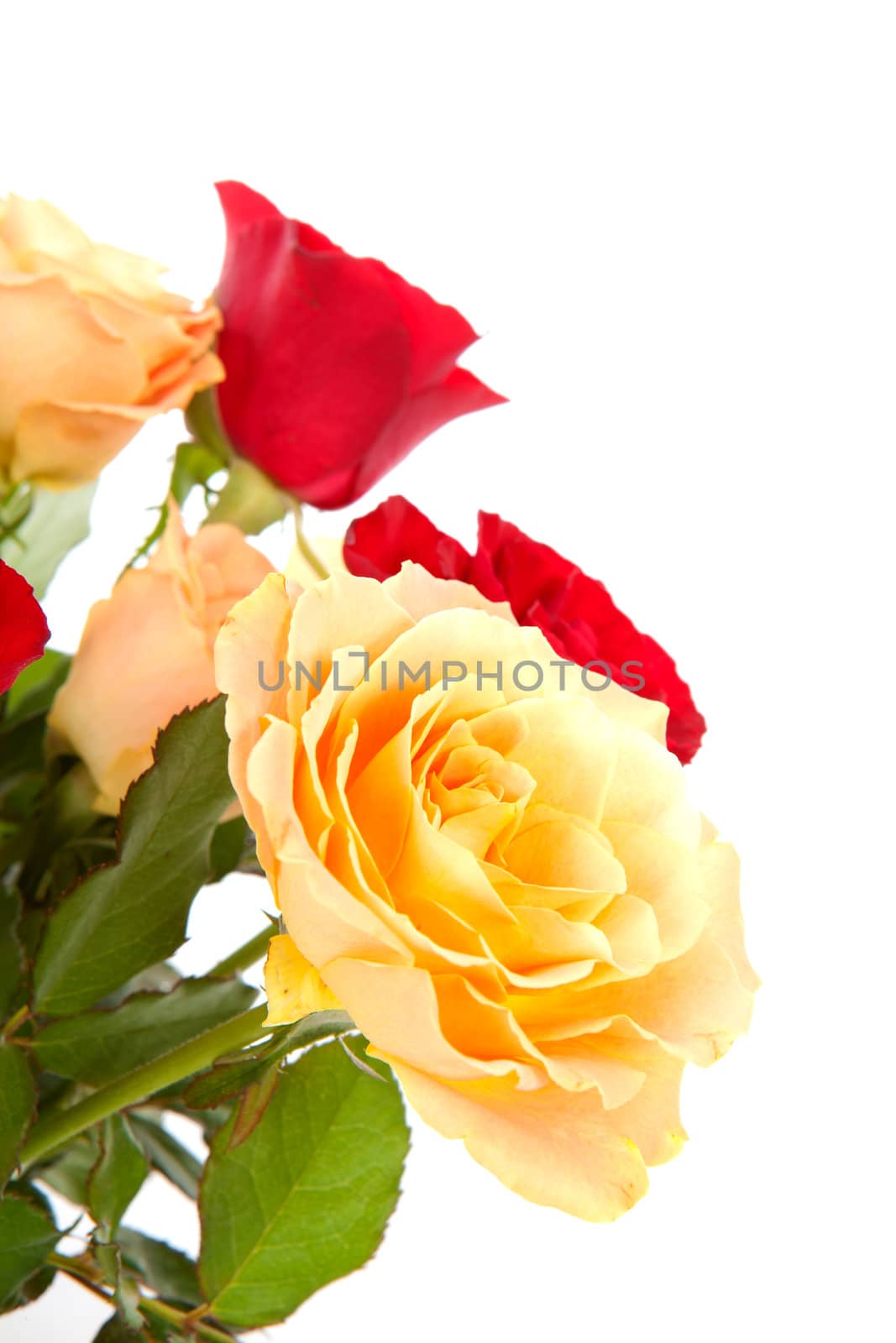 colorful roses in closeup over white background