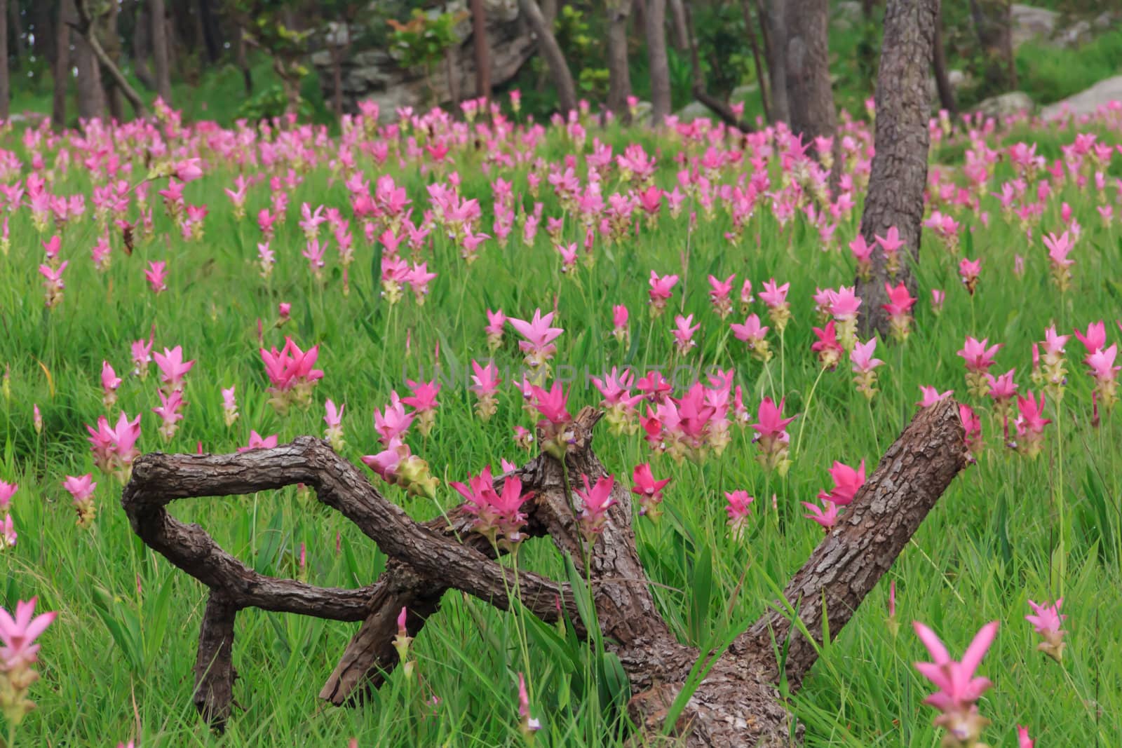 Wild siam tulips blooming in the jungle in Chaiyaphum province, Thailand.