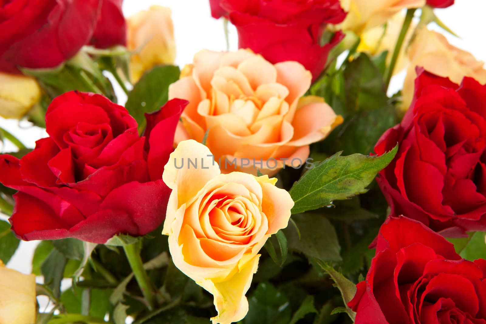 bouquet of colorful roses in closeup over white background