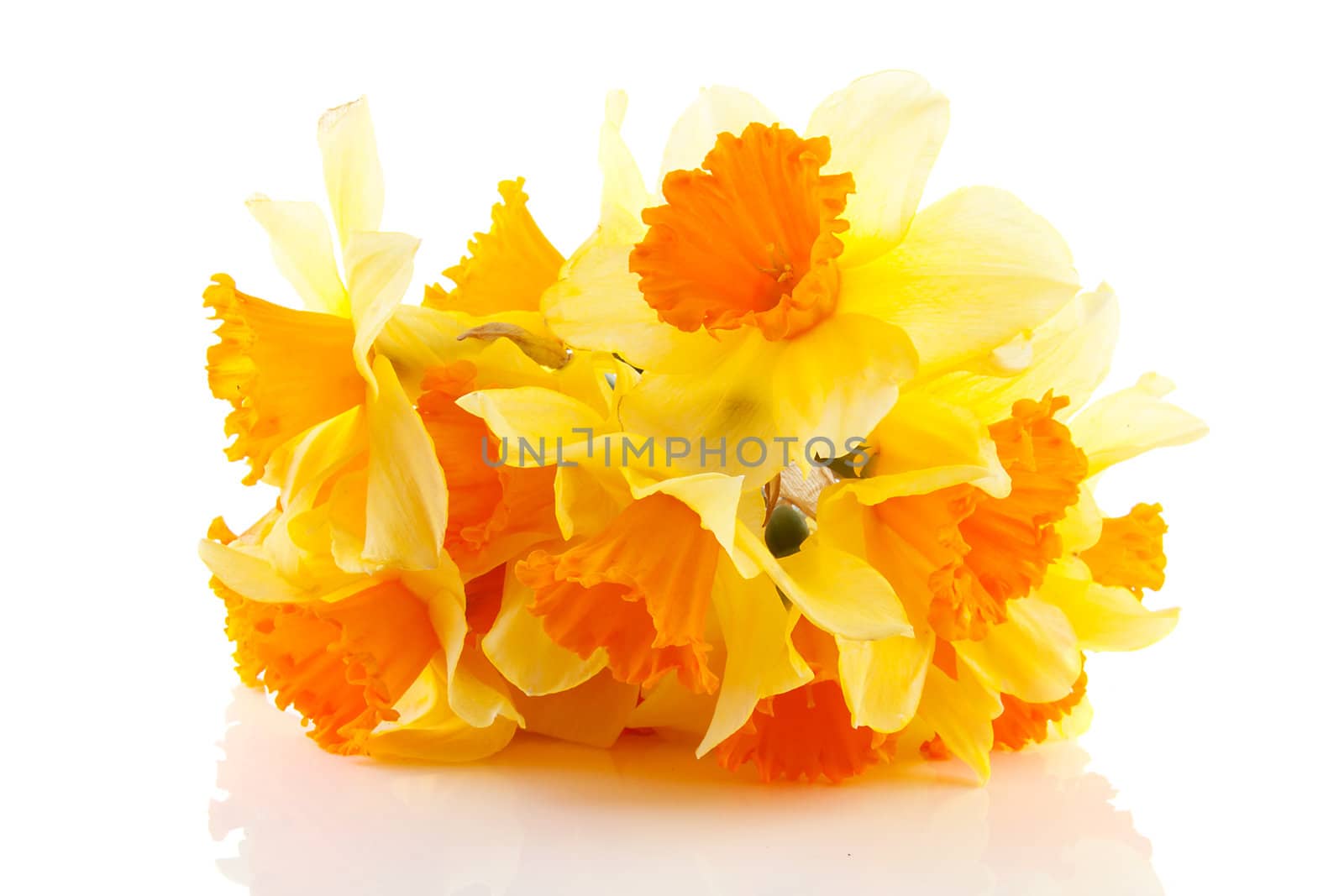 Yellow with orange daffodil flowers over white background 
