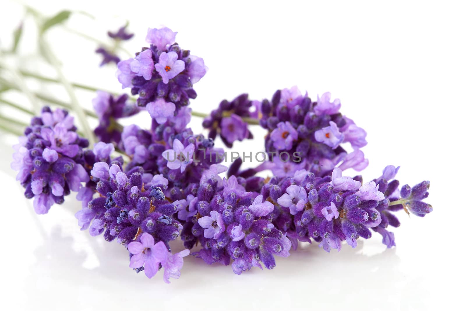 twigs lavender in closeup over white background 