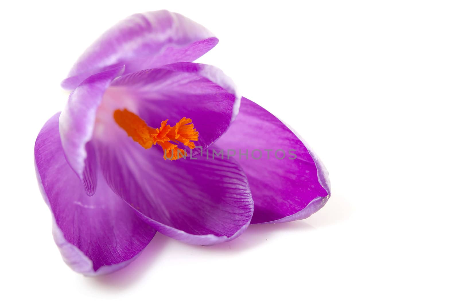 pink Dutch spring crocus flower over white background