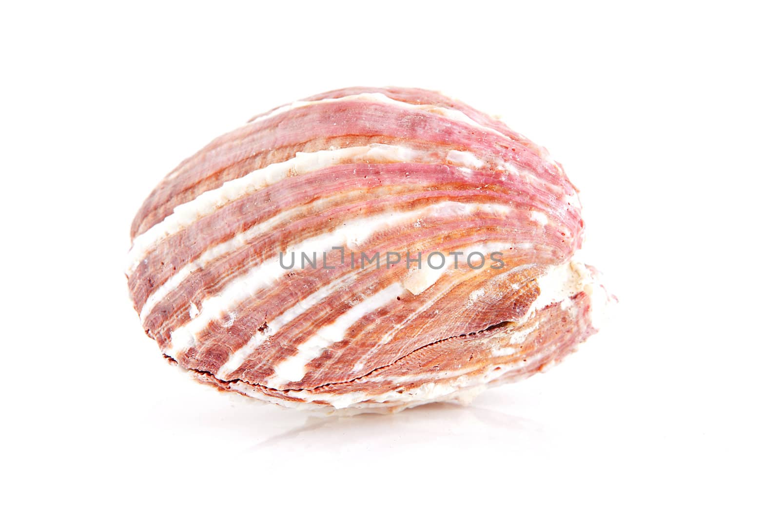 One big shell in closeup over white background