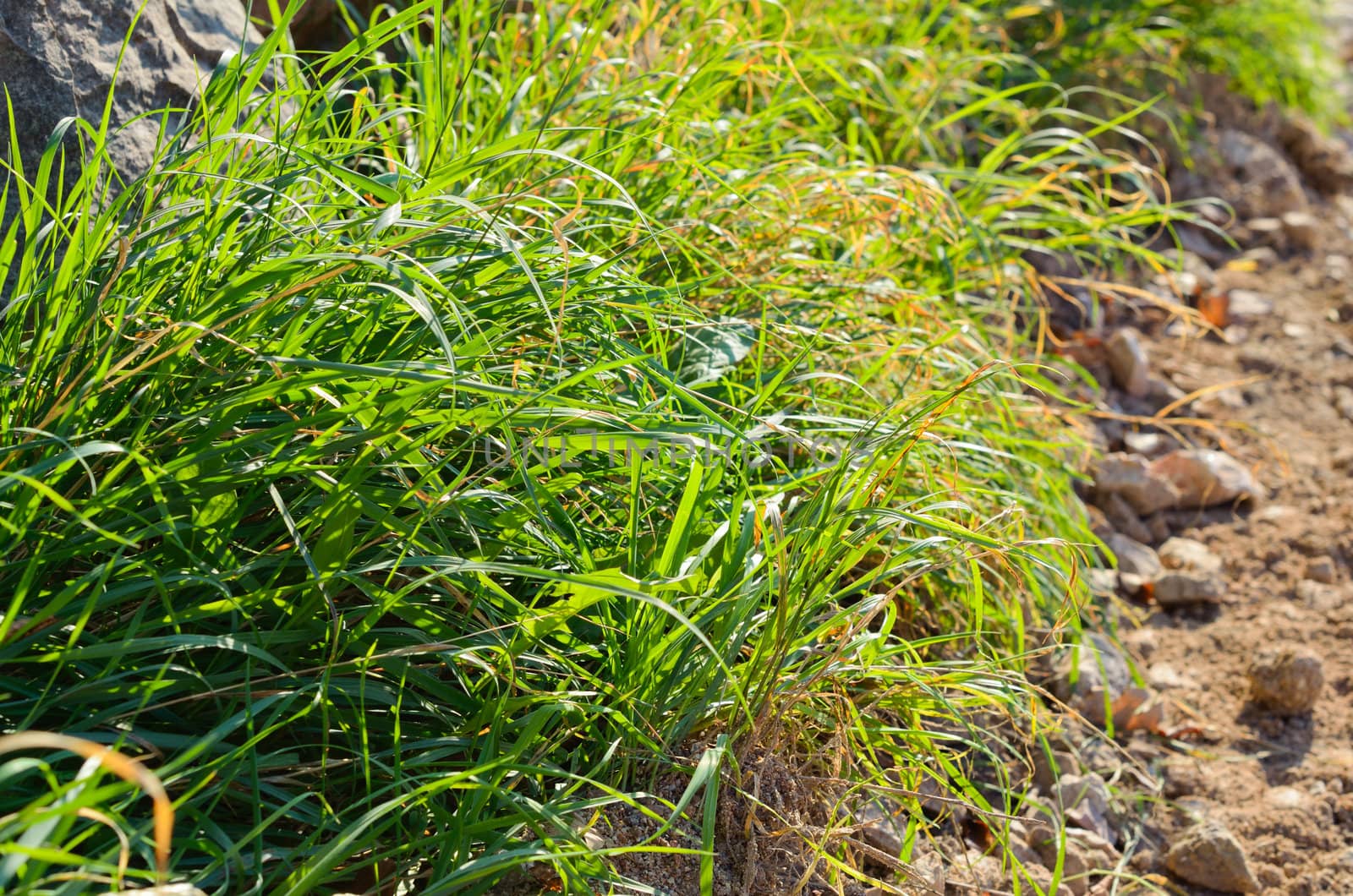  Green grass near the road in summer