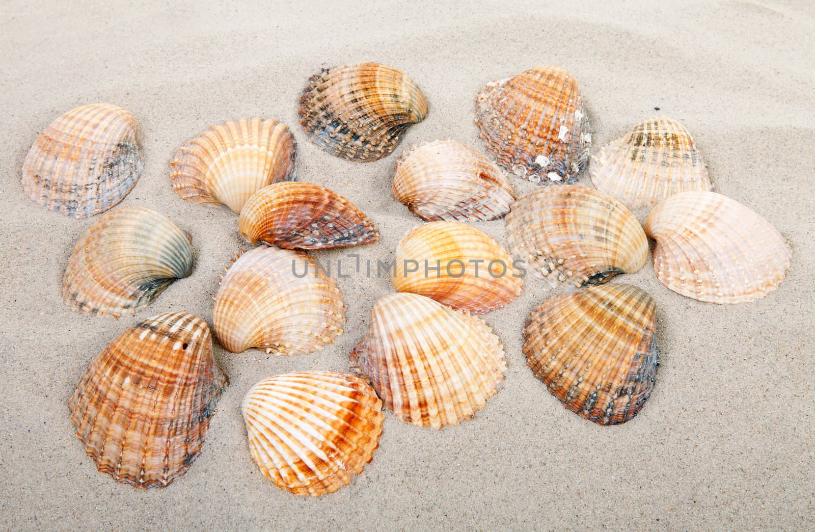 background of beach with shells 