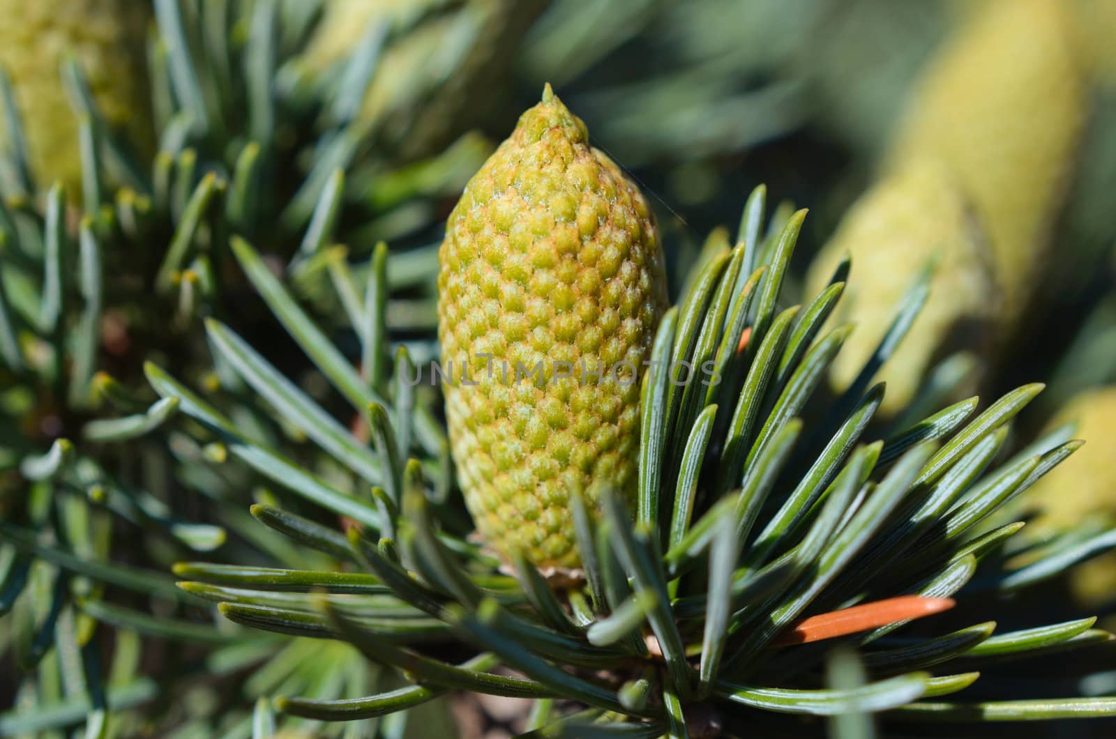 Branch of a pine with  small cones