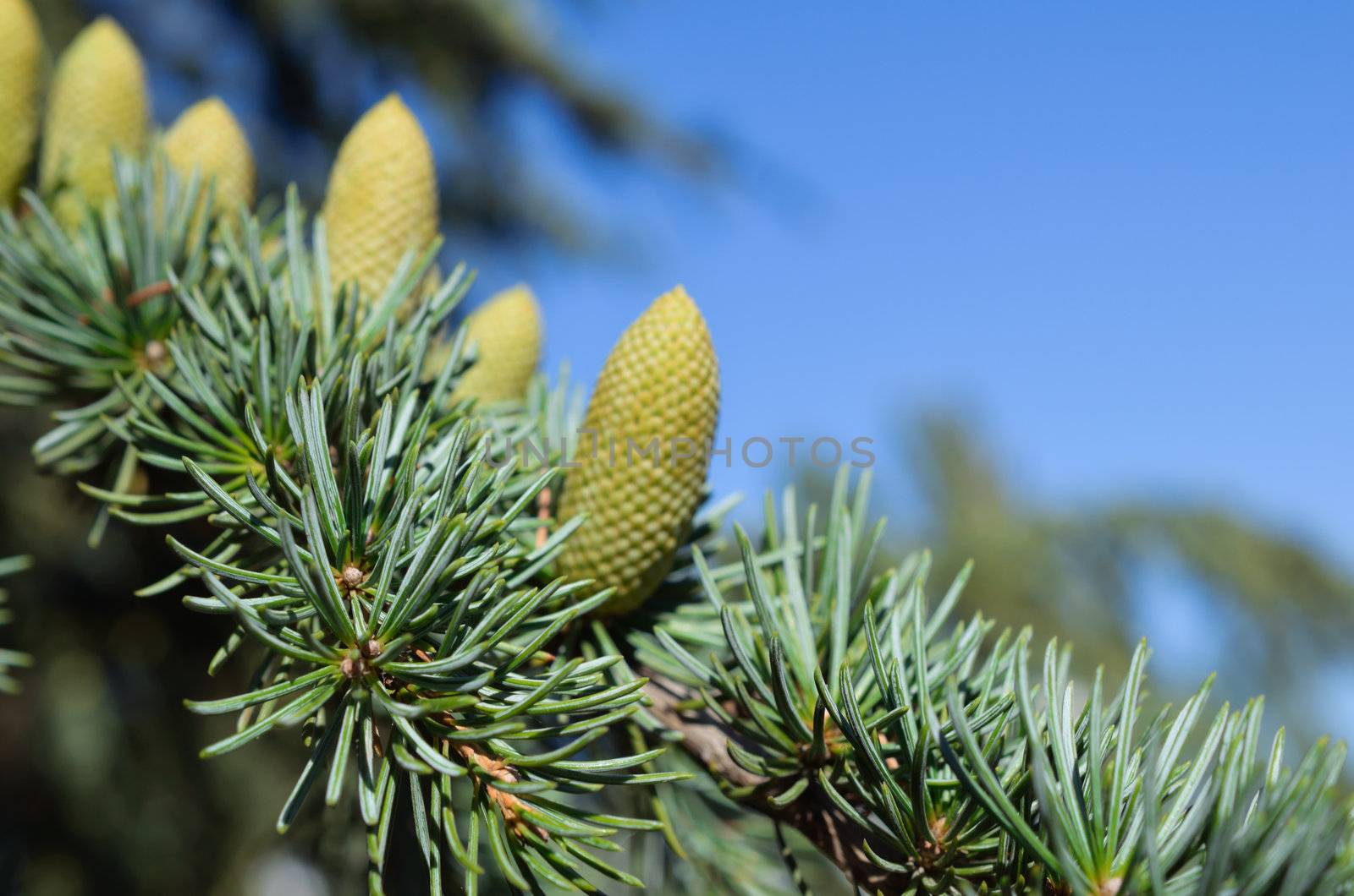 Branch of a pine with  cones by Rinitka