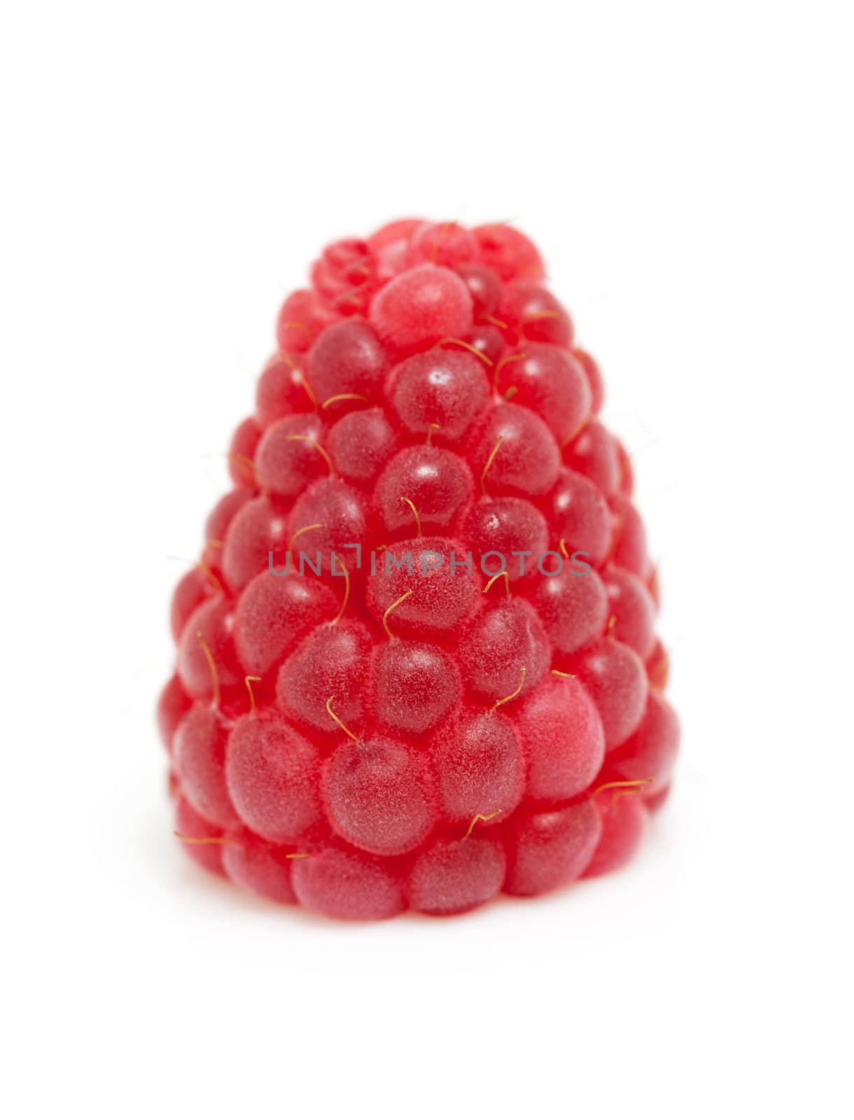 one raspberry in closeup isolated on white background