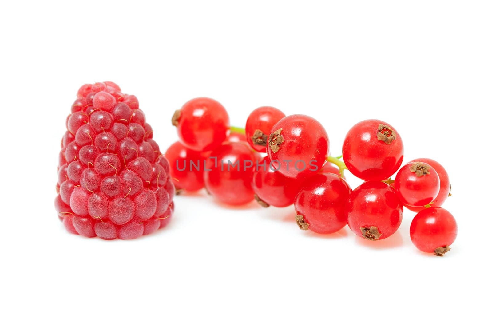 one raspberry and red currant berries in closeup over white background