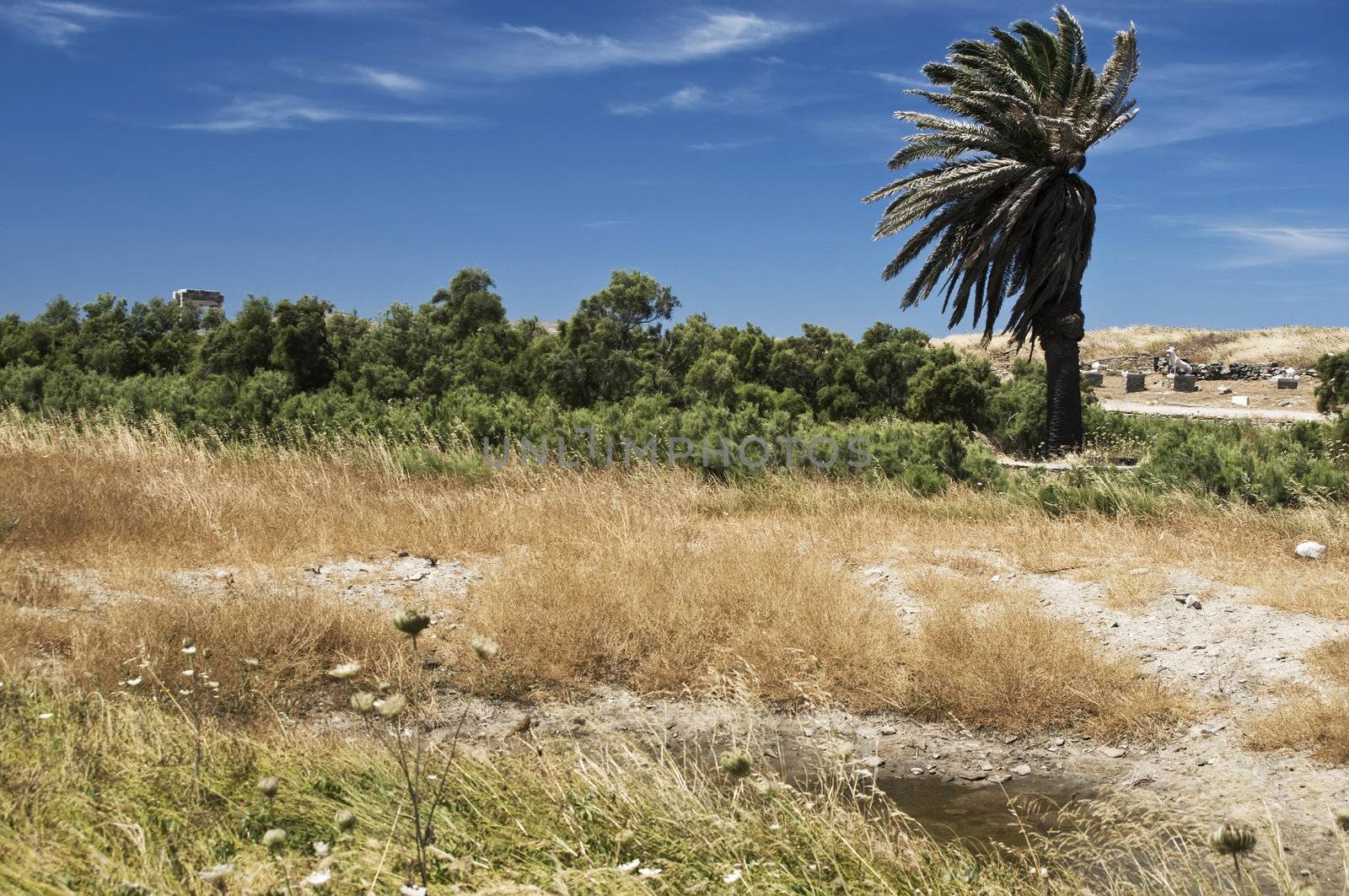 Oasis with Palm, taken in Greece