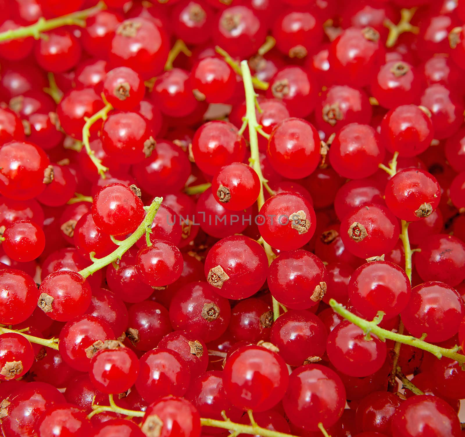 Background of red currant berries in closeup