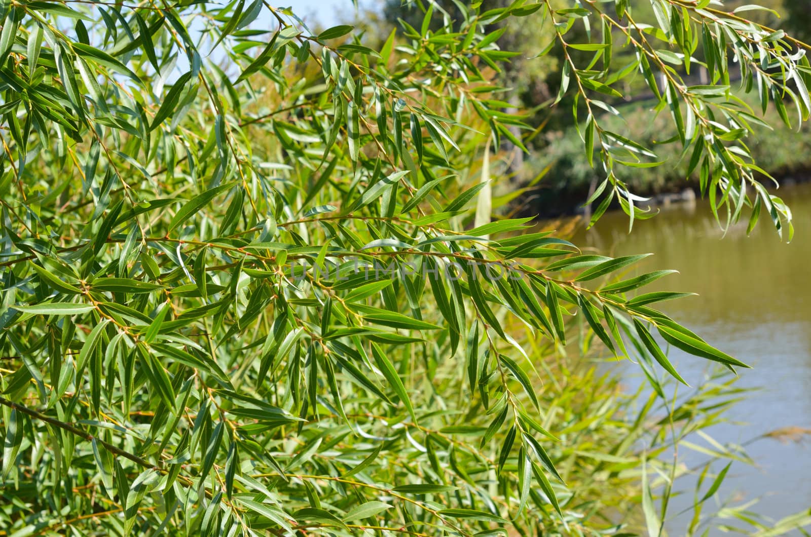 Branch of pussy-willow near the pond in autumn